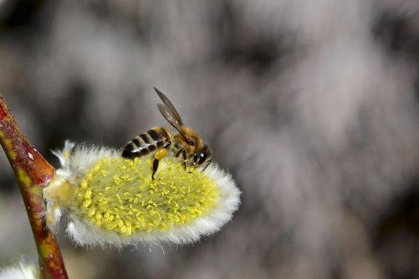 Natur,Fotografie,Blume,blühen,Ast,Weiß