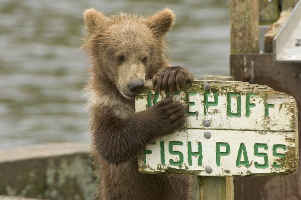 natuur,schattig,beer,wildlife,wild,teken