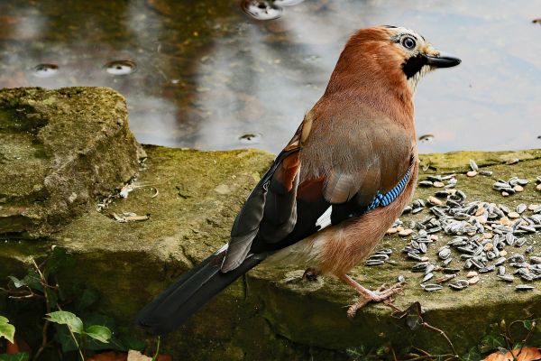 自然,鳥,動物,野生動物,嘴,庭園