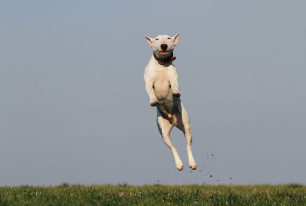 köpek,memeli,Spor Dalları,Eğitim,eğlence,omurgalı