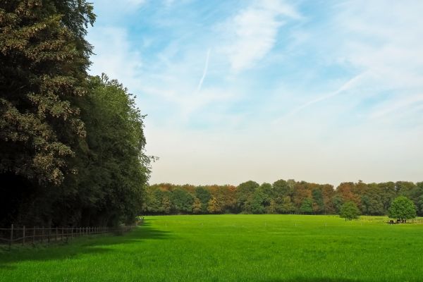 landscape, tree, nature, forest, grass, fence