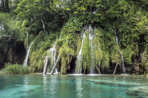 árbol,agua,naturaleza,bosque,cascada,lago