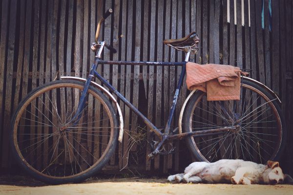 cachorro,animal,cerca,madeira,bicicleta,bicicleta