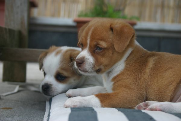 perrito,perro,mascota,mamífero,vertebrado,raza canina