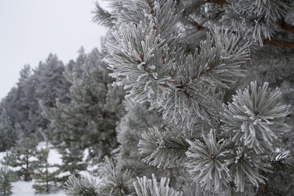 krajina,strom,príroda,vetva,sneh,chladný