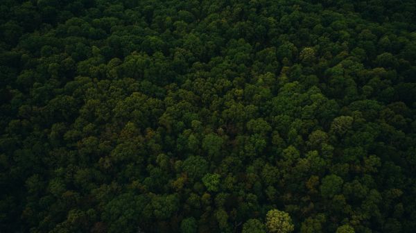 árvore,natureza,floresta,folha,Colina,verde