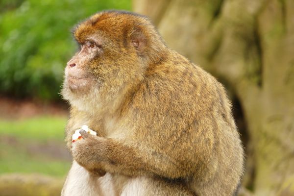 zviera, roztomilý, zver a rastlinstvo, príroda, divoký, zoologická záhrada