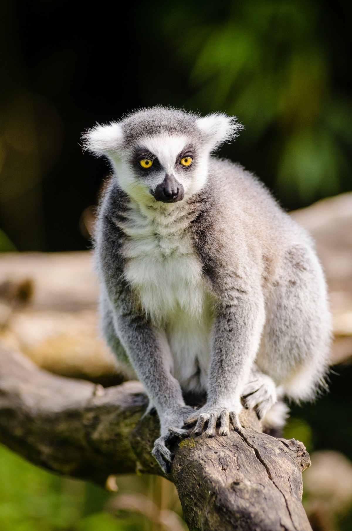 tree, nature, bokeh, ring, feet, animal, cute, wildlife, zoo, fur, mammal, nikon, fauna, primate, eyes, hands, animals, madagascar, vertebrate, tier, fell, augen, baum, adorable, lemur, d7000, niedlich, tailed, catta, katta, tierpart, madagaskar, fuse, macaque, gr n, h nde, sus, new world monkey