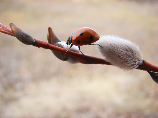 fleur,branche,oiseau,faune,printemps,le bec