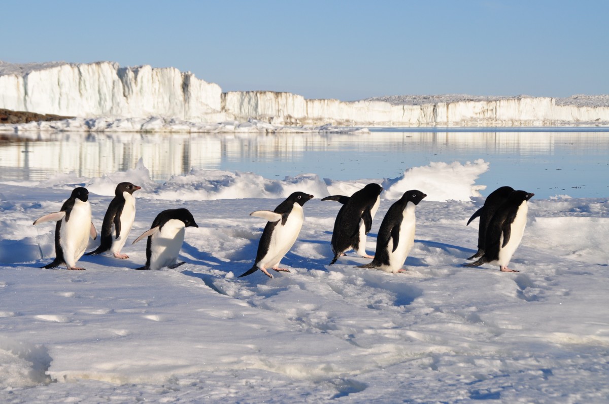 水, 雪, 冬, 鳥, 氷, 北極, シーズン, ペンギン, 鳥, 脊椎動物, ペンギン, 凍結, 北極海, 飛べない鳥