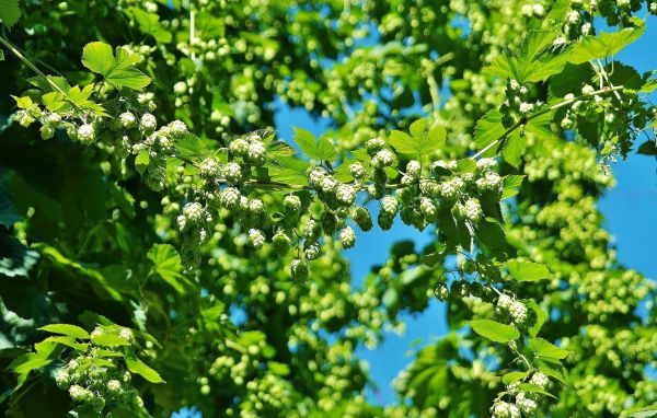 natur,blomma,växt,träd,gren,frukt