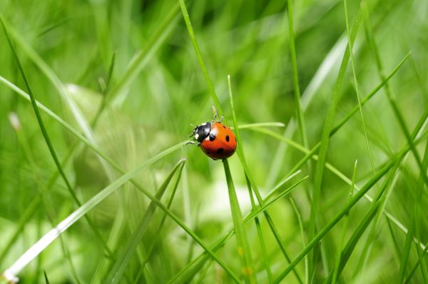 nature,grass,photography,meadow,leaf,lawn