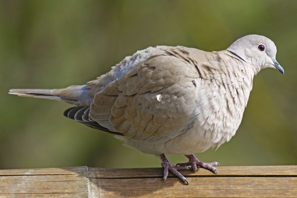 pták,křídlo,zvěř a rostlinstvo,stojící,zobák,fauna