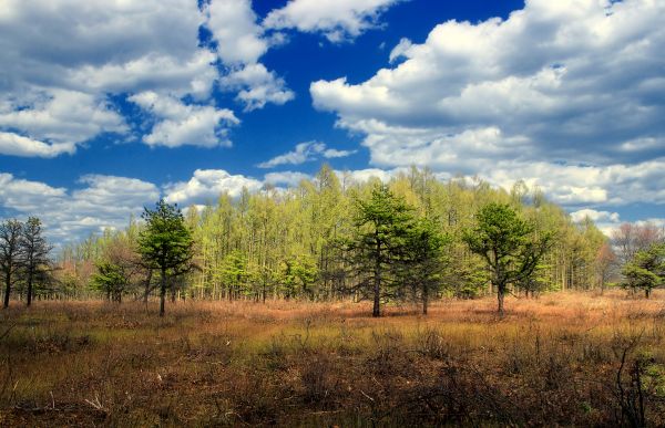 landschap,boom,natuur,Bos,gras,wildernis