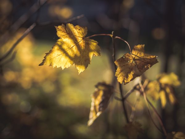 strom,Příroda,větev,světlo,Bokeh,rostlina