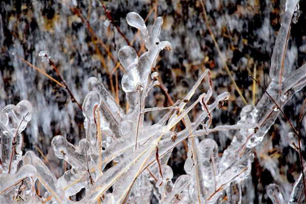 árvore, agua, natureza, ramo, neve, frio