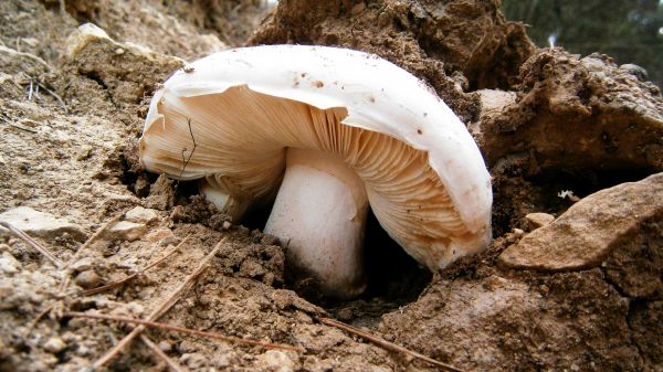 natur,sopp,sopp,Agaricus,jord,Amanita