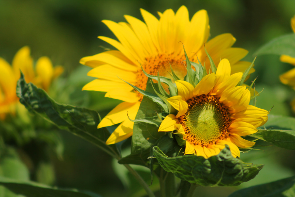 natur, blomst, plante, Mark, blomst, kronblad, flor, sommer, botanik, gul, flora, solsikke, wildflower, nektar, makrofotografering, blomstrende plante, daisy familie, calendula, etårig plante, jord plante