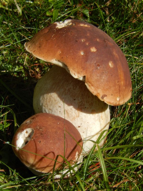 Gỗ,nấm,Nấm,nấm,Boletus,Agaric