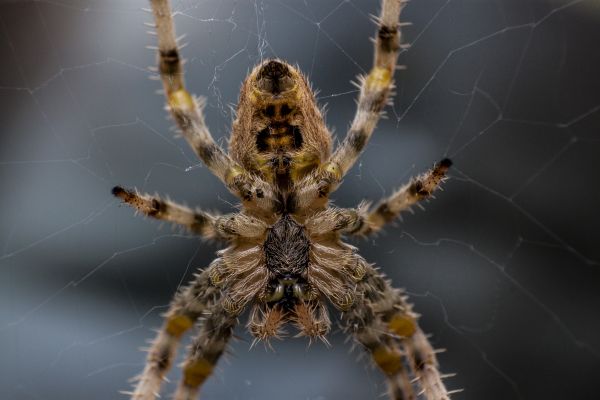 makro,fauna,ryggradslös,närbild,Spindel,Storbritannien