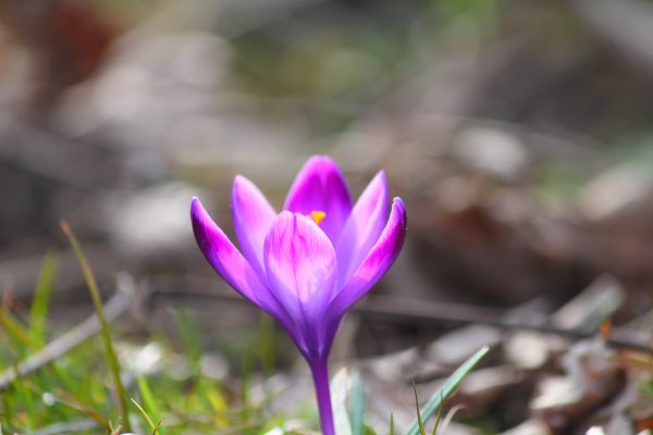 natur,blomst,plante,blad,blomst,kronblad