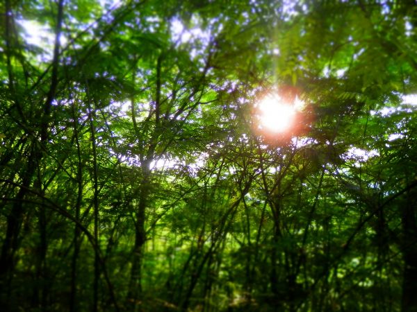 albero, natura, foresta, erba, leggero, ramo