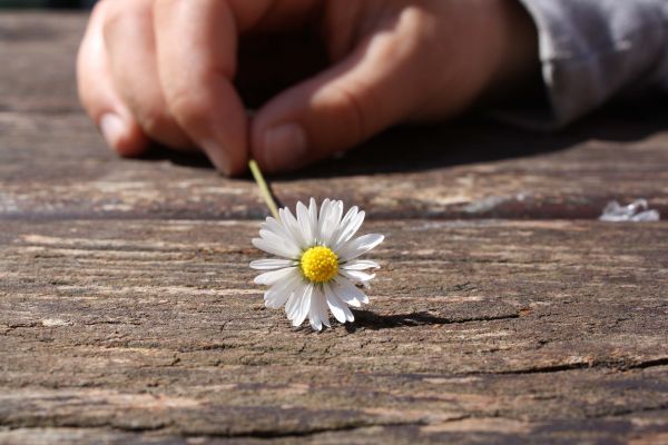 plant,leaf,flower,hand,table,wood