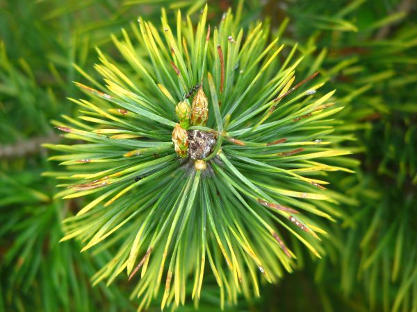 Columbian spruce, shortleaf black spruce, balsam fir, Jack pine, loblolly pine, white pine