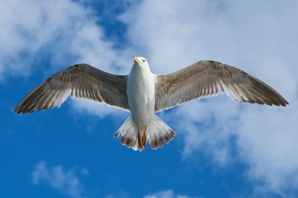 bird,wing,seabird,air,animal,fly