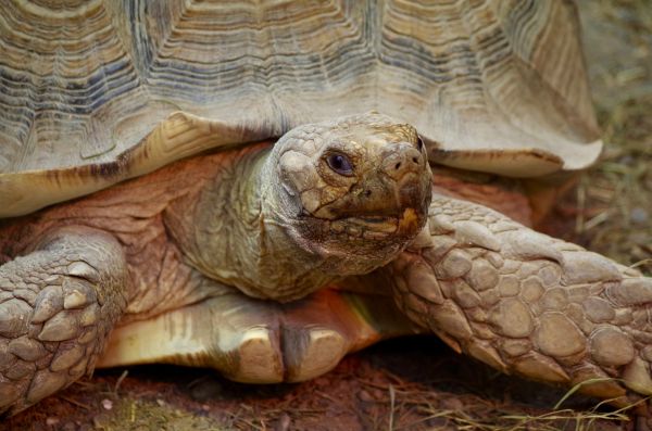 hayvan,Vahşi hayat,Hayvanat bahçesi,kaplumbağa,sürüngen,fauna