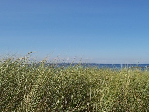 strand, hav, kyst, vand, natur, græs