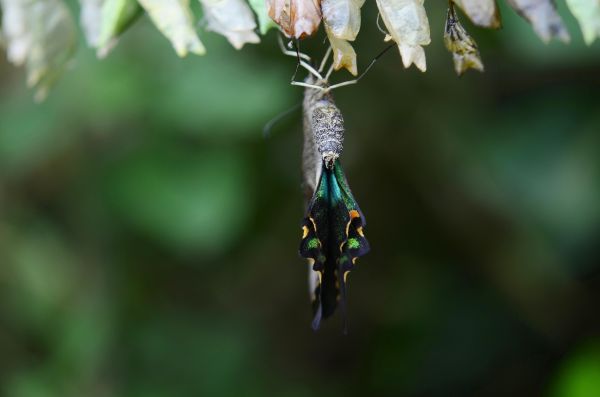 alam,cabang,sayap,menanam,fotografi,daun