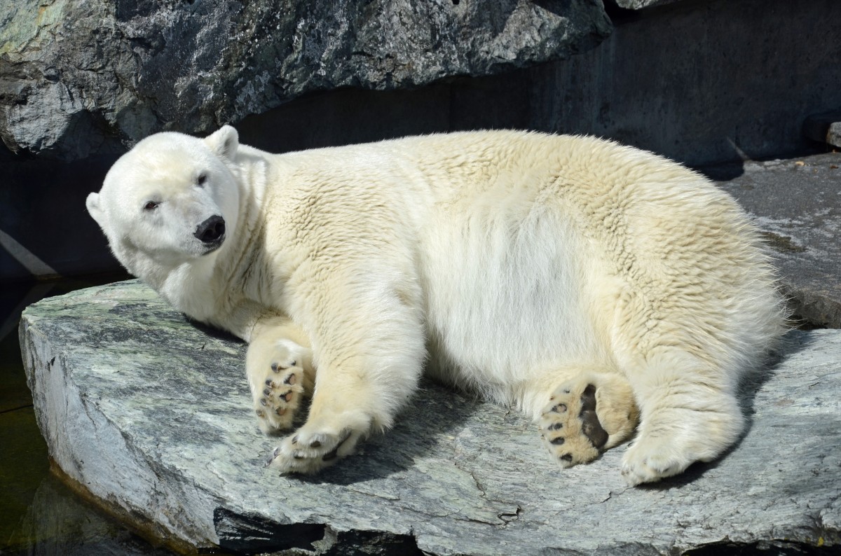 animal, ours, faune, zoo, mammifère, faune, ours polaire, ours blanc, vertébré, Stuttgart