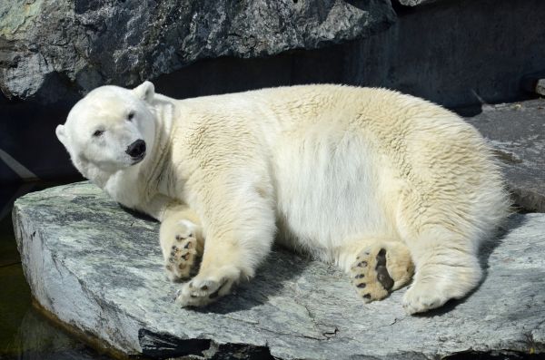 animal,Urso,animais selvagens,jardim zoológico,mamífero,fauna