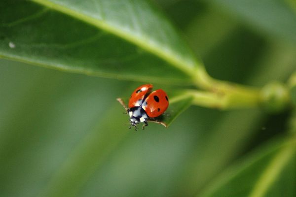 naturaleza, fotografía, flor, verde, rojo, insecto