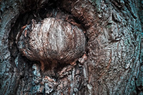 peisaj, copac, natură, pădure, ramură, structura