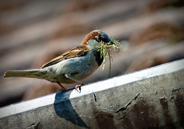 la nature,branche,oiseau,faune,le bec,faune