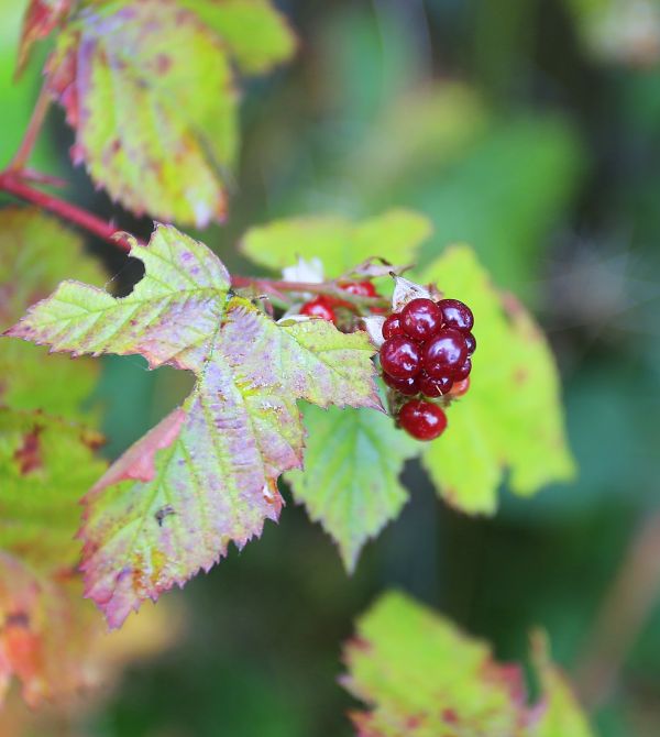 arbre, la nature, branche, fleur, plante, fruit