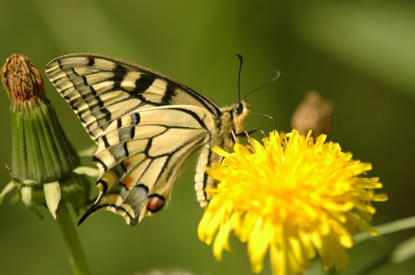 Natura, skrzydło, fotografia, kwiat, latać, lato