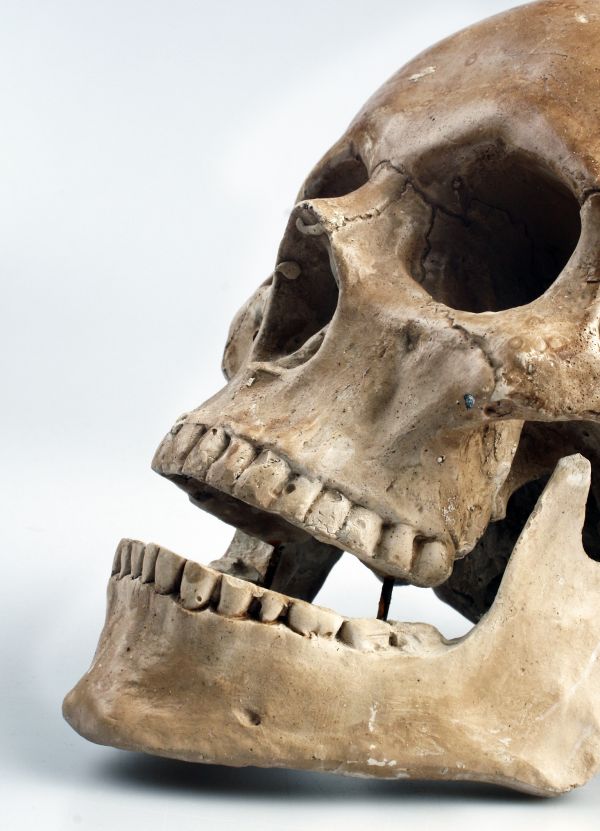 skull,color,clothing,bone,sculpture,head