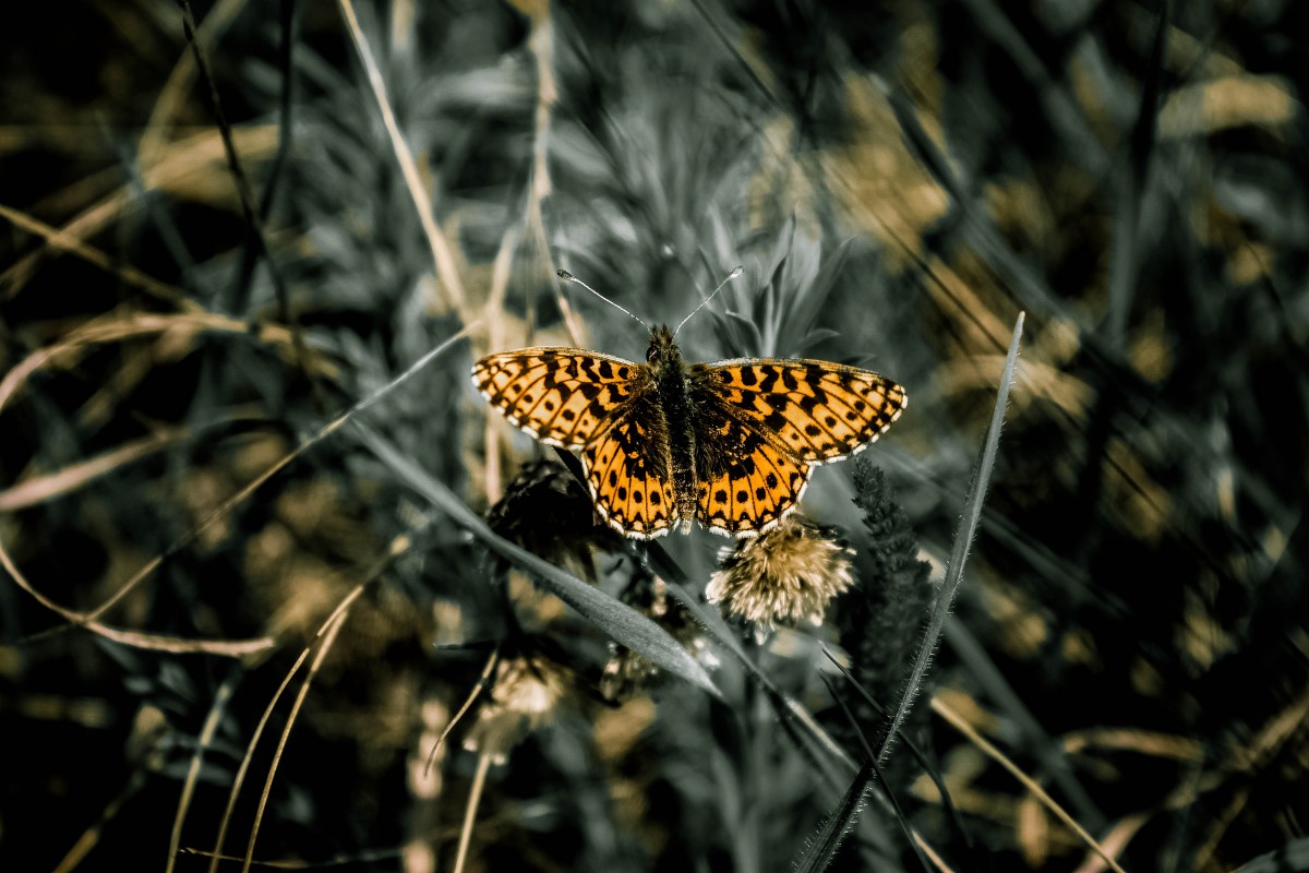 Příroda, fotografování, list, květ, zvěř a rostlinstvo, hmyz, motýl, flóra, fauna, bezobratlý, zblízka, motýl monarcha, živá příroda, makro fotografie, opylovači, můry a motýli