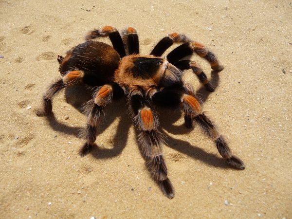 fauna,invertebrado,araña,peludo,arácnido,grande