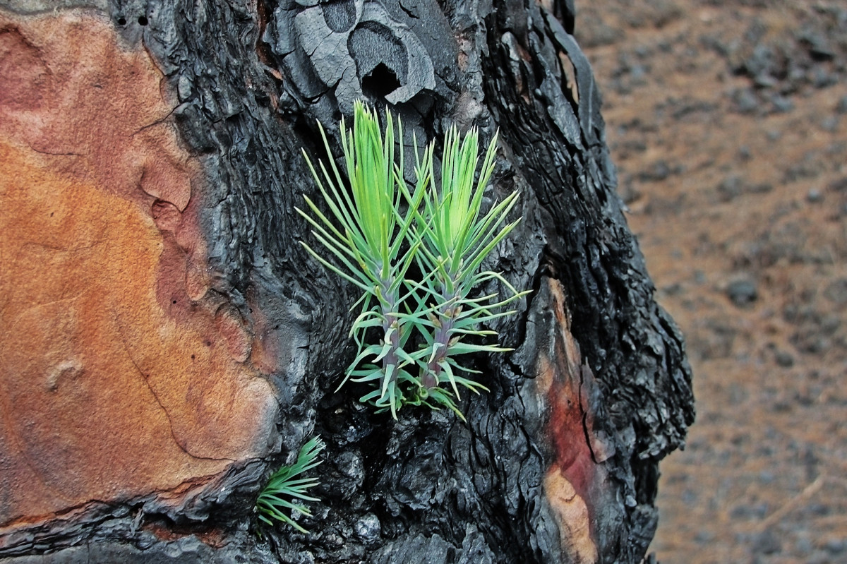 arbre, la nature, Roche, branche, plante, bois, feuille, fleur, tronc, faune, Feu, sol, botanique, flore, géologie, Pousses vertes, Plante ligneuse, Plante terrestre, Pin brûlé