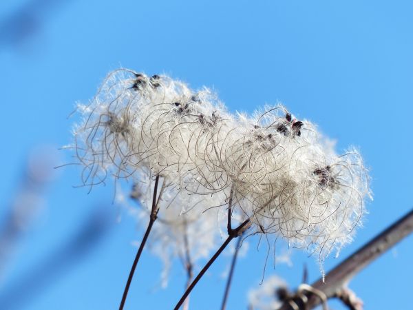 arbre, herbe, branche, fleur, hiver, neige