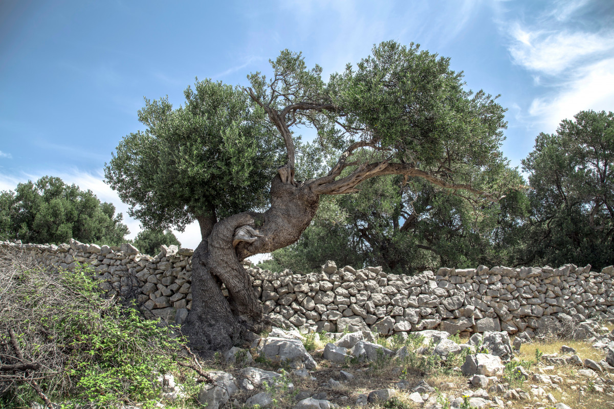 δέντρο, βράχος, φυτό, λουλούδι, κορμός, τείχος, βοτανική, κήπος, χλωρίδα, τοίχο βράχου, φυτό σπιτιού, οικοσύστημα, ανθοφορία των φυτών, ξυλώδη, φυτικών γαιών, arecales