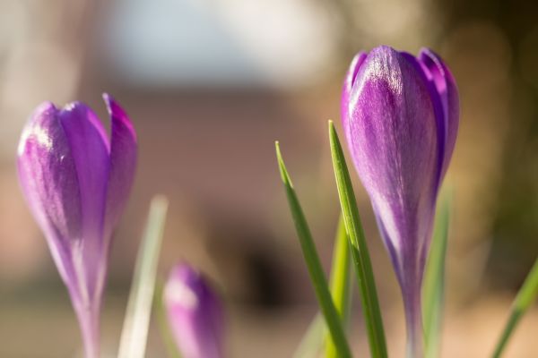 fleur,plante,fleur,violet,pétale,Floraison