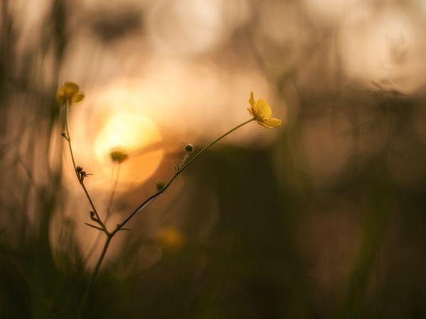 albero, natura, erba, ramo, leggero, pianta