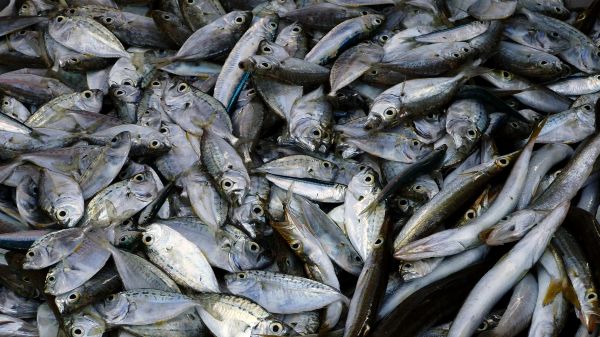 aliments, Fruit de mer, poisson, sardine, vertébré, La vie marine