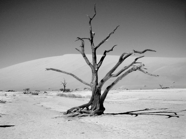 albero,natura,sabbia,ramo,la neve,inverno