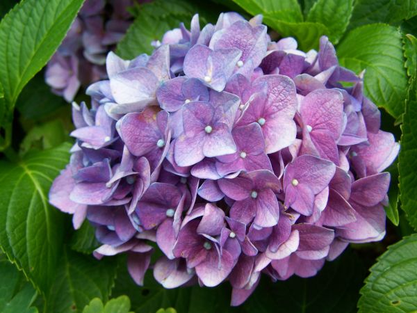 hydrangea,kasvi,kukka,terälehti,puutarha,kasvi